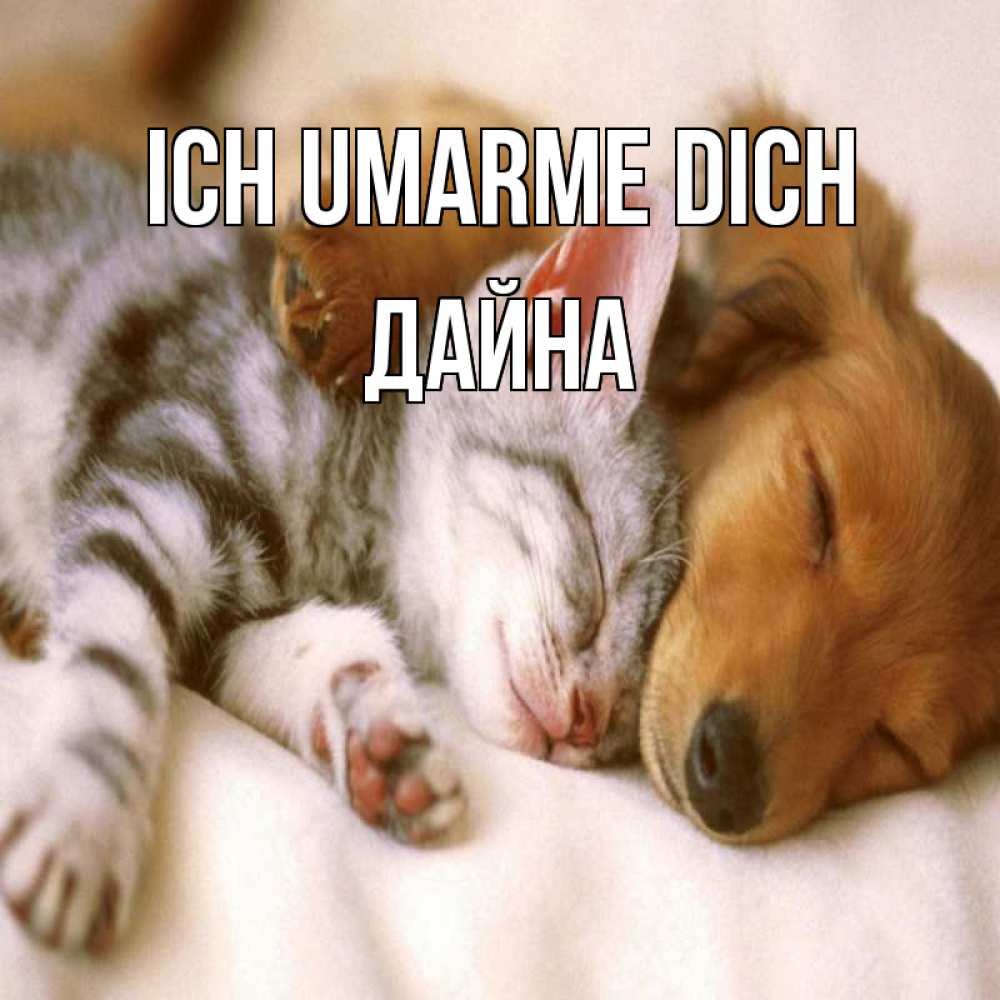 Открытка на каждый день с именем, Дайна Ich umarme dich пес и котенок Прикольная открытка с пожеланием онлайн скачать бесплатно 