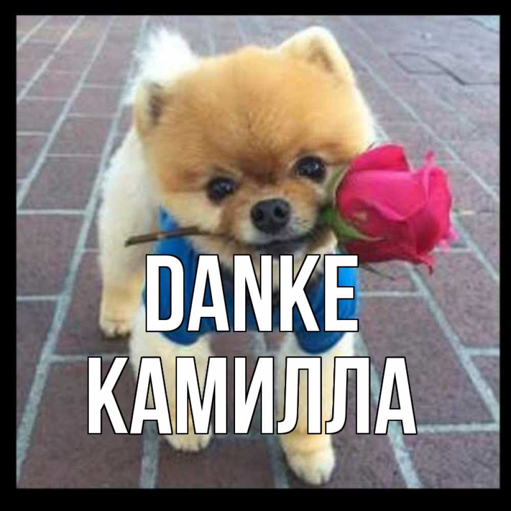 Открытка на каждый день с именем, Камилла Danke спасибо и дарю тебе цветок Прикольная открытка с пожеланием онлайн скачать бесплатно 