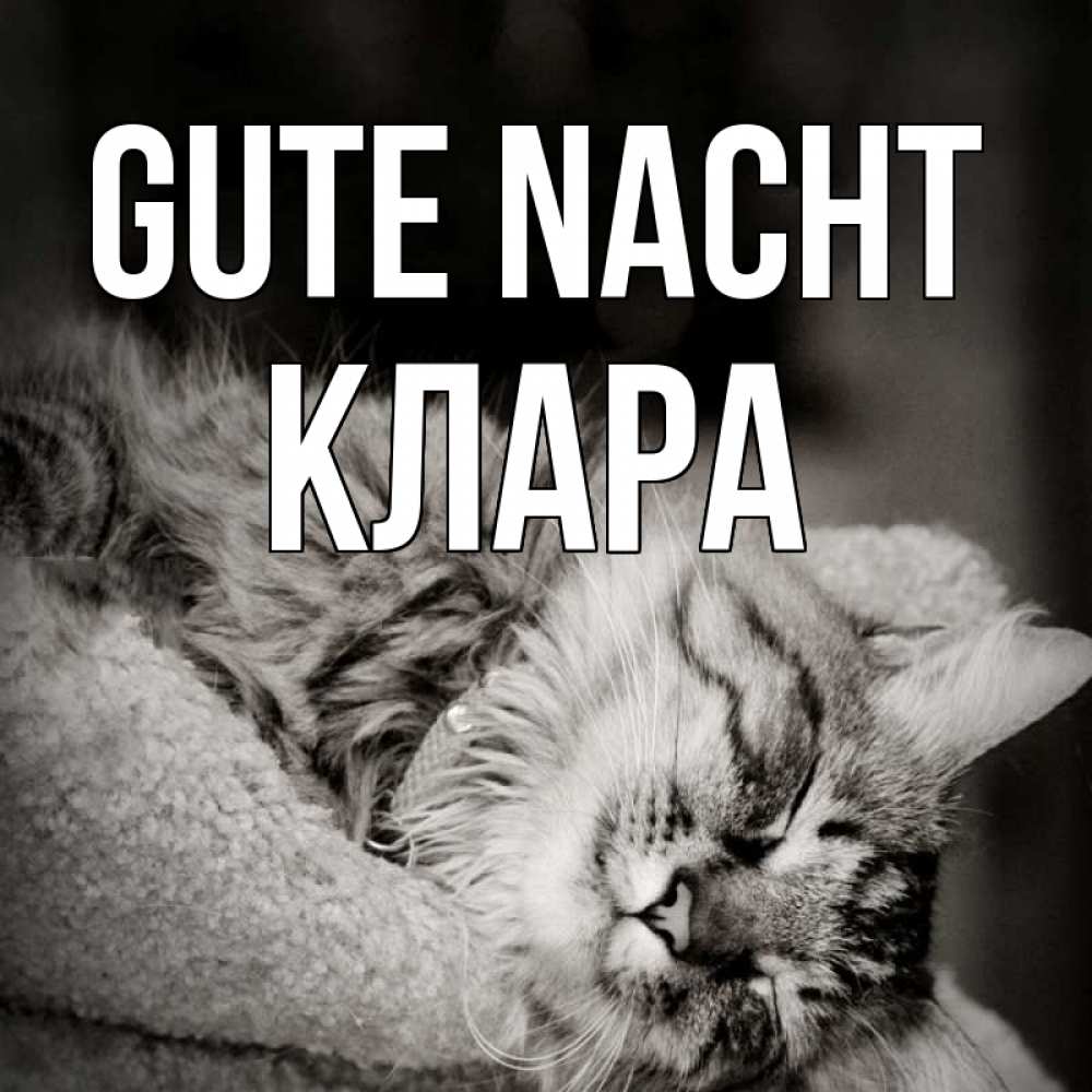Открытка на каждый день с именем, Клара Gute Nacht котярик пушистый Прикольная открытка с пожеланием онлайн скачать бесплатно 