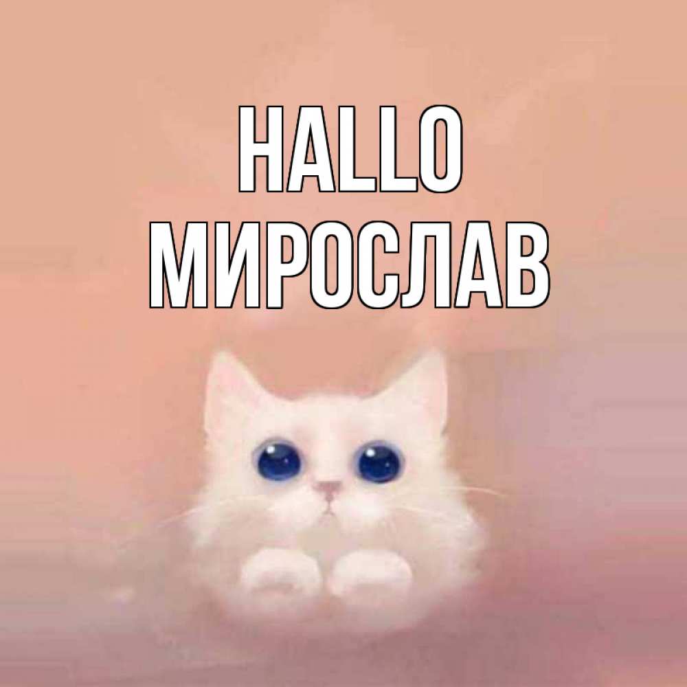 Открытка на каждый день с именем, Мирослав Hallo котик белый в полете Прикольная открытка с пожеланием онлайн скачать бесплатно 