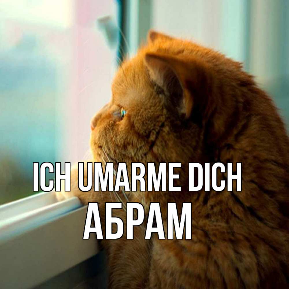 Открытка на каждый день с именем, Абрам Ich umarme dich большой огромный рыжий котяра Прикольная открытка с пожеланием онлайн скачать бесплатно 