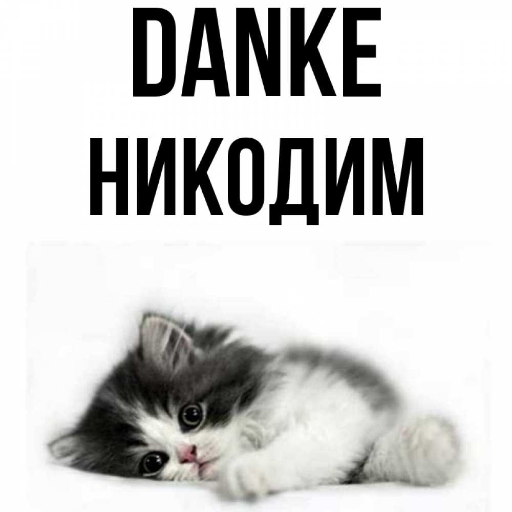 Открытка на каждый день с именем, Никодим Danke черный и белый кот Прикольная открытка с пожеланием онлайн скачать бесплатно 