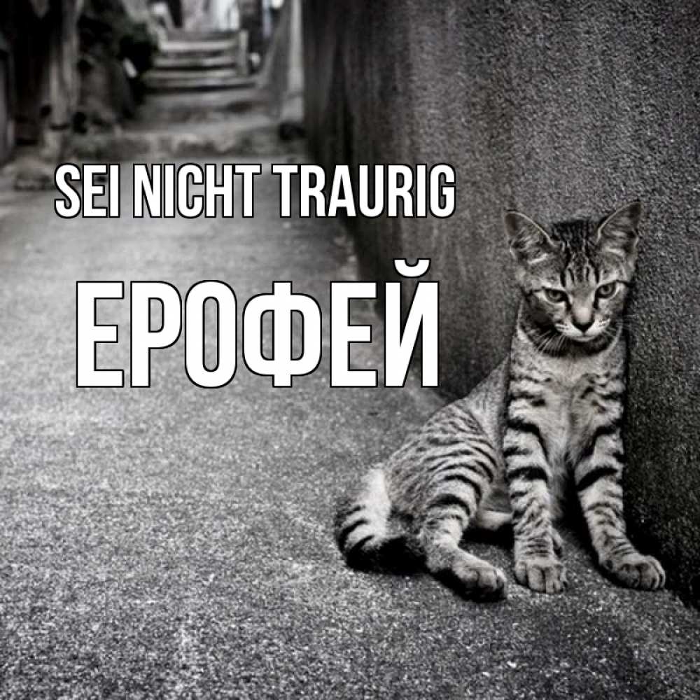 Открытка на каждый день с именем, Ерофей Sei nicht traurig скучающий котик Прикольная открытка с пожеланием онлайн скачать бесплатно 
