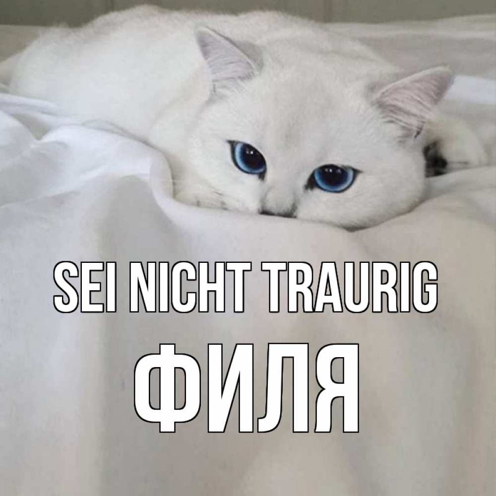 Открытка на каждый день с именем, Филя Sei nicht traurig белый кот с голубыми глазами на белоснежной кровати Прикольная открытка с пожеланием онлайн скачать бесплатно 