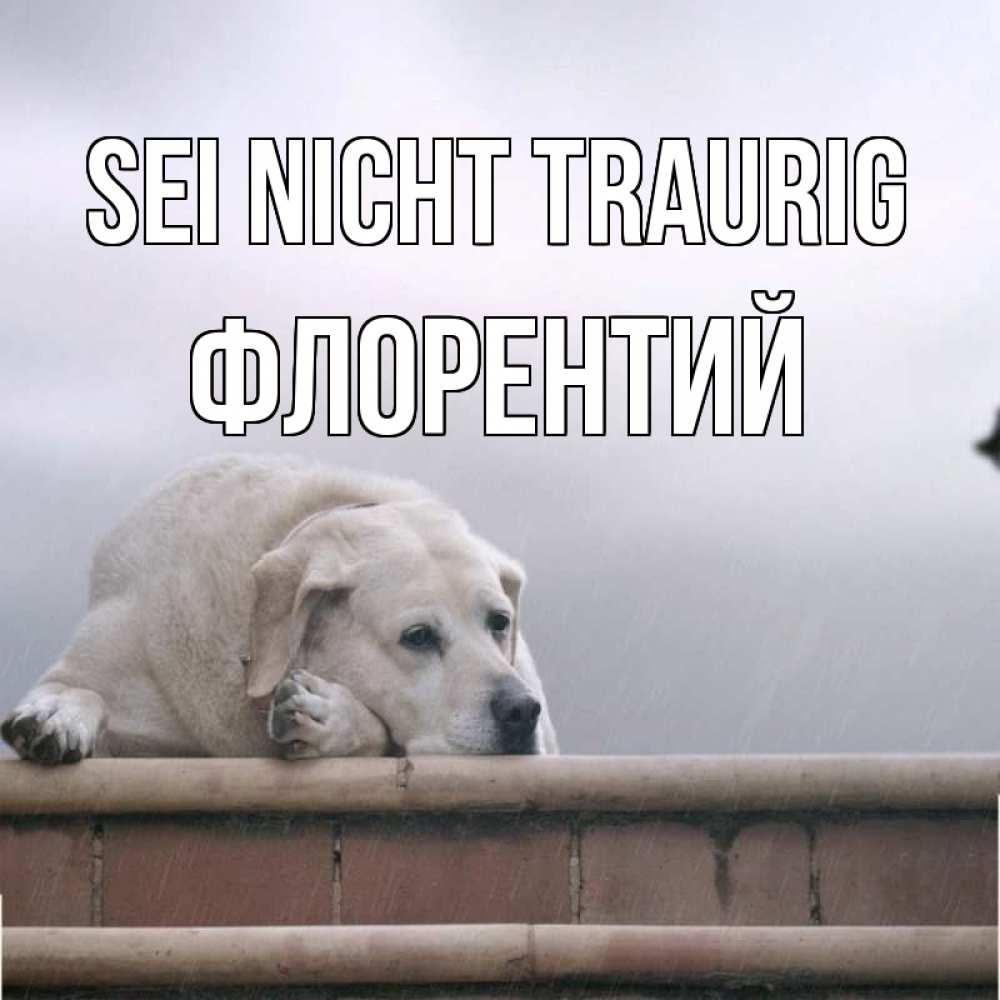 Открытка на каждый день с именем, Флорентий Sei nicht traurig белый пес 1 Прикольная открытка с пожеланием онлайн скачать бесплатно 