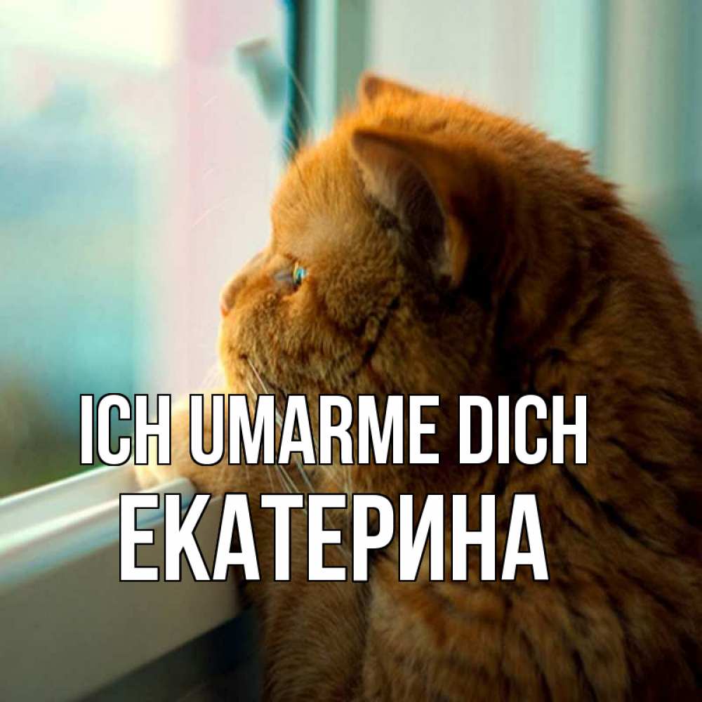 Открытка на каждый день с именем, Екатерина Ich umarme dich большой огромный рыжий котяра Прикольная открытка с пожеланием онлайн скачать бесплатно 