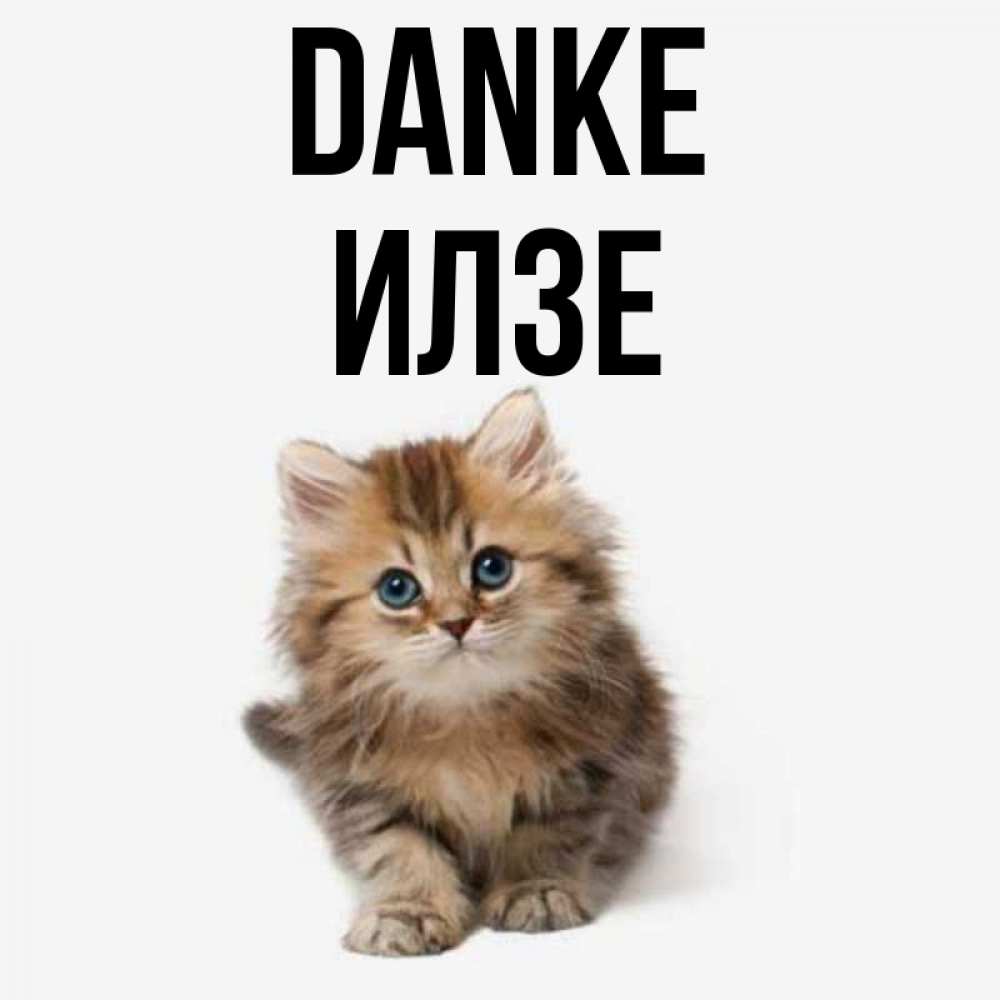 Открытка на каждый день с именем, Илзе Danke пушистый котик Прикольная открытка с пожеланием онлайн скачать бесплатно 