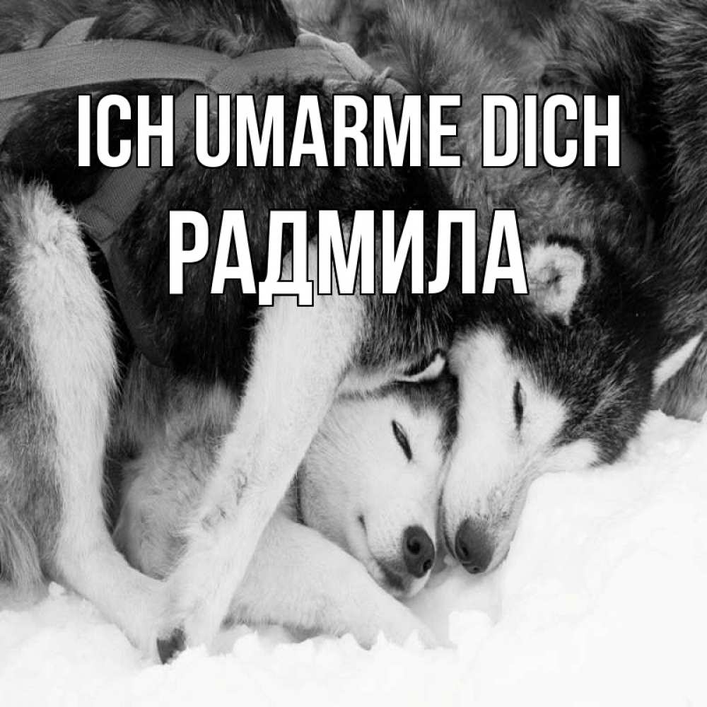 Открытка на каждый день с именем, Радмила Ich umarme dich собачки в упряжке Прикольная открытка с пожеланием онлайн скачать бесплатно 