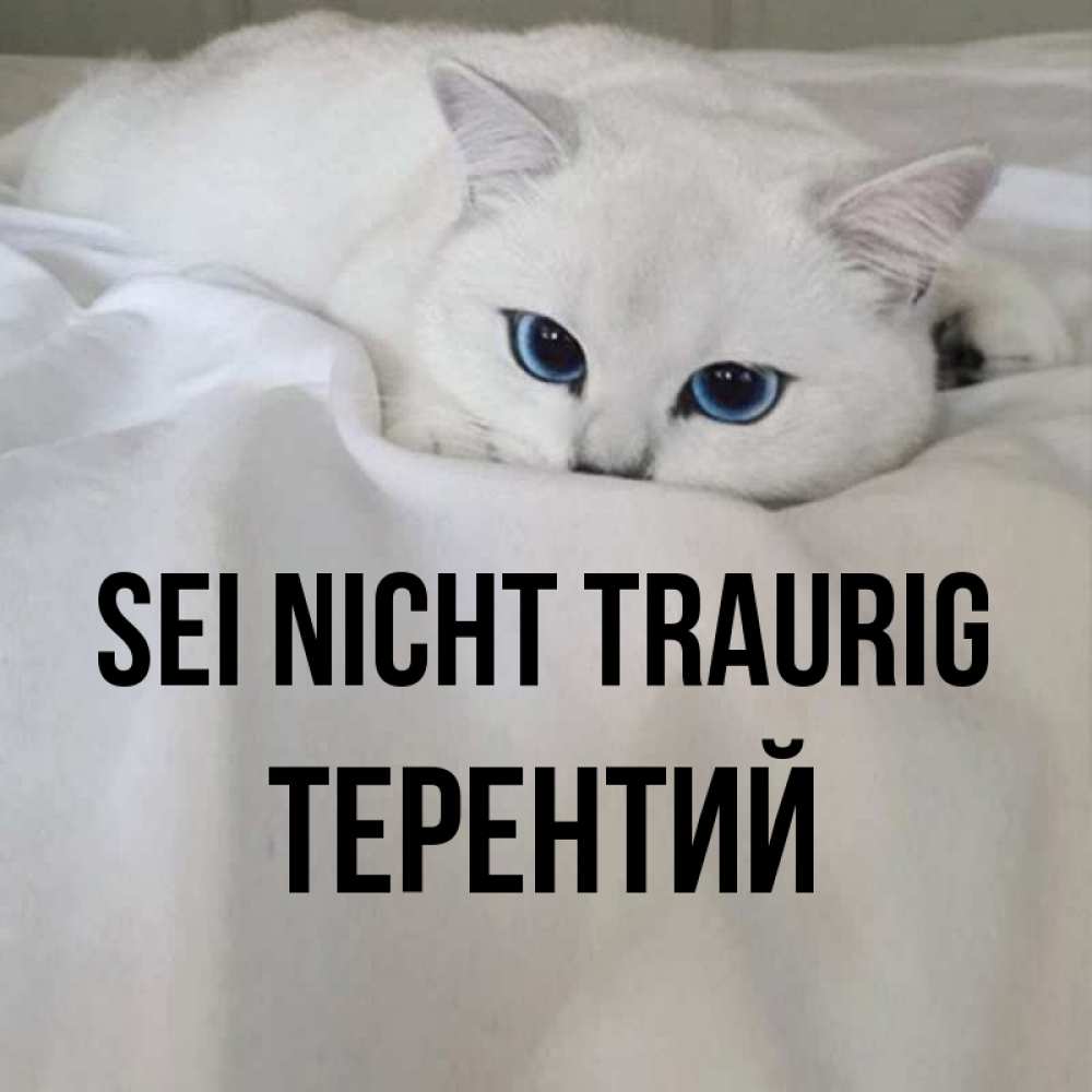 Открытка на каждый день с именем, Терентий Sei nicht traurig Голубоглазая кошка Прикольная открытка с пожеланием онлайн скачать бесплатно 