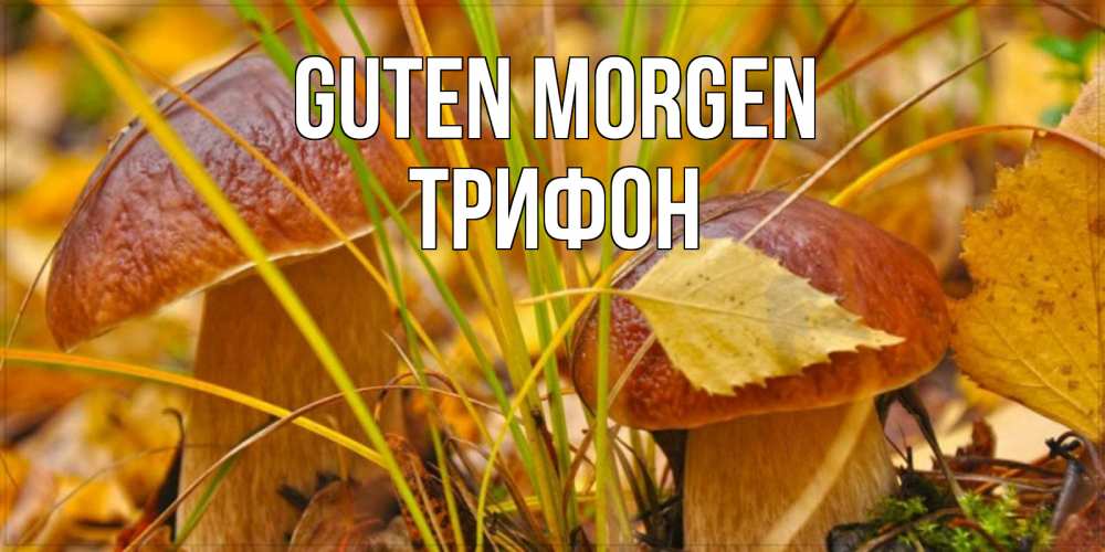 Открытка на каждый день с именем, Трифон Guten Morgen осенние грибы Прикольная открытка с пожеланием онлайн скачать бесплатно 