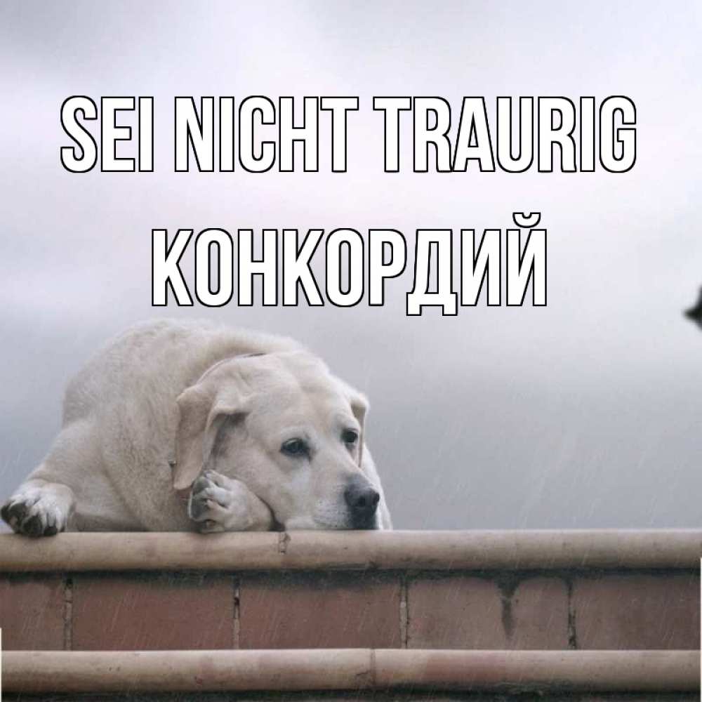 Открытка на каждый день с именем, Конкордий Sei nicht traurig белый пес 1 Прикольная открытка с пожеланием онлайн скачать бесплатно 