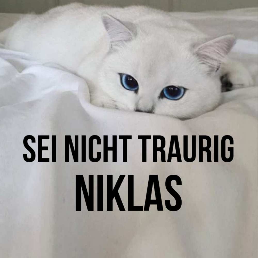 Открытка на каждый день с именем, Niklas Sei nicht traurig Голубоглазая кошка Прикольная открытка с пожеланием онлайн скачать бесплатно 