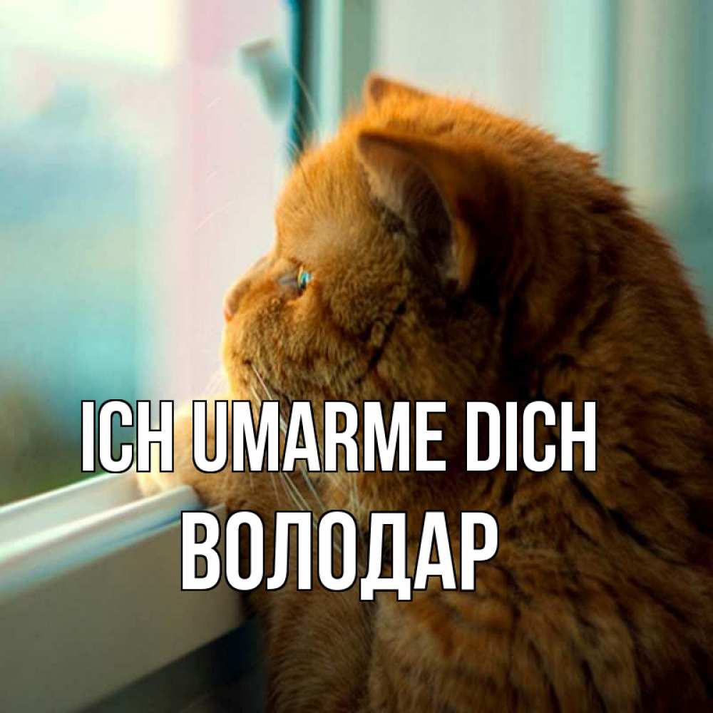 Открытка на каждый день с именем, Володар Ich umarme dich большой огромный рыжий котяра Прикольная открытка с пожеланием онлайн скачать бесплатно 