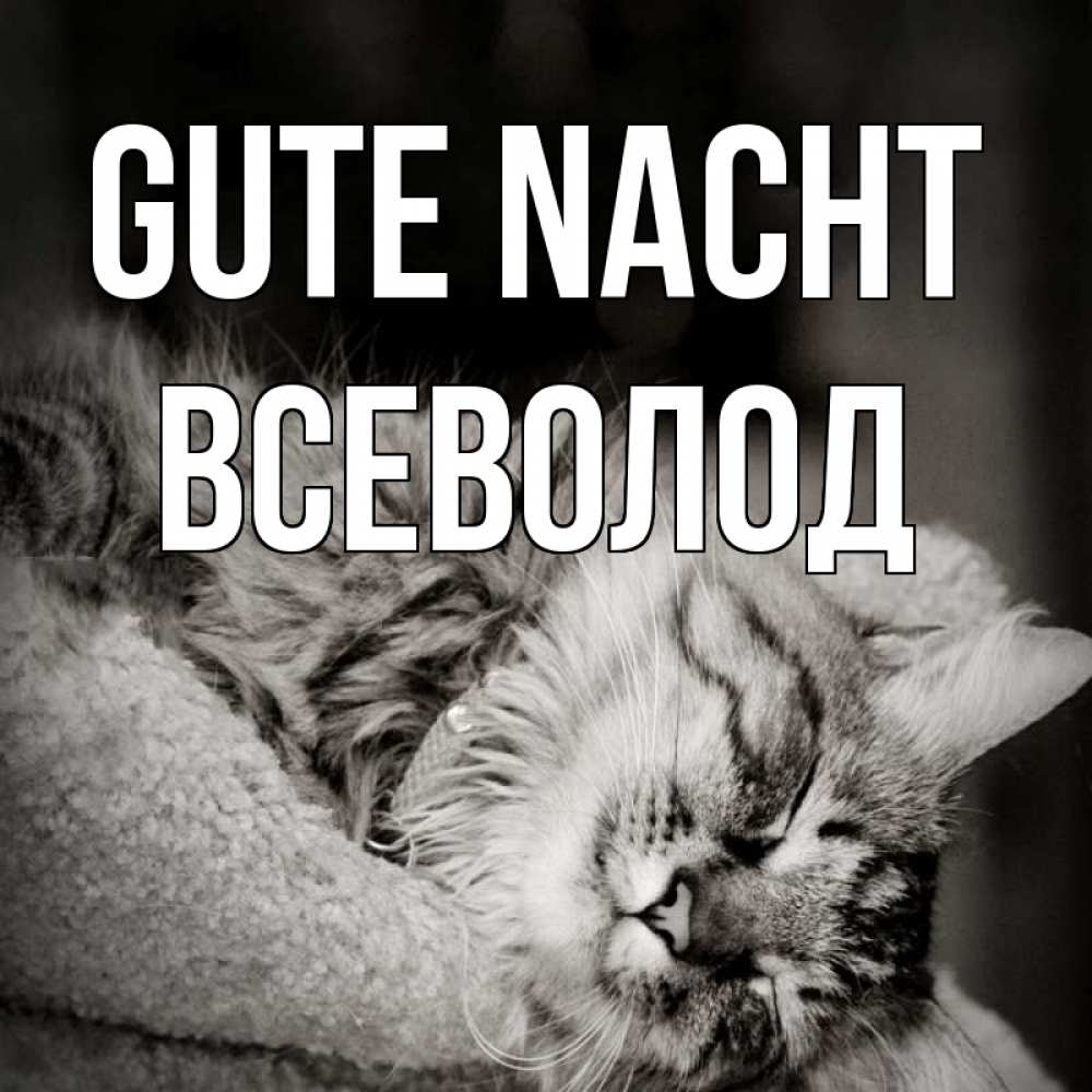 Открытка на каждый день с именем, Всеволод Gute Nacht котярик пушистый Прикольная открытка с пожеланием онлайн скачать бесплатно 