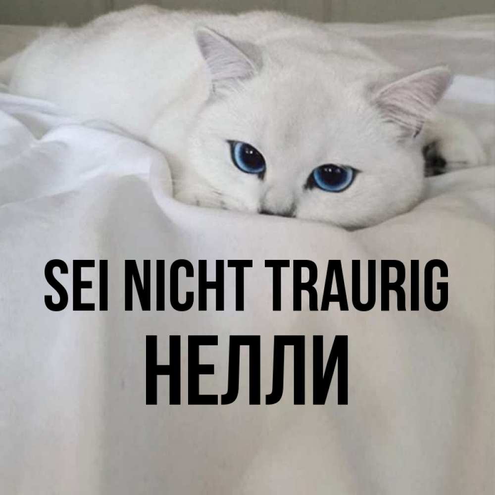 Открытка на каждый день с именем, Нелли Sei nicht traurig Голубоглазая кошка Прикольная открытка с пожеланием онлайн скачать бесплатно 