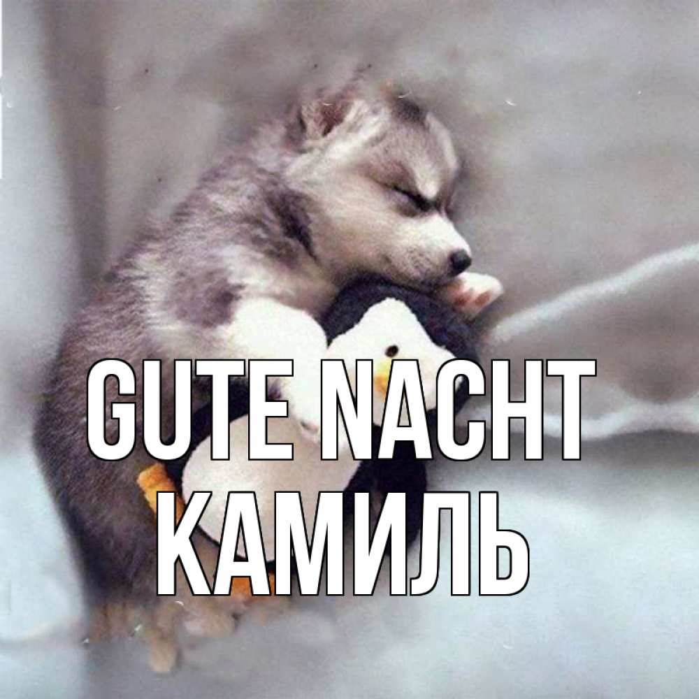 Открытка на каждый день с именем, Камиль Gute Nacht обнимашки щенка и пингвина Прикольная открытка с пожеланием онлайн скачать бесплатно 