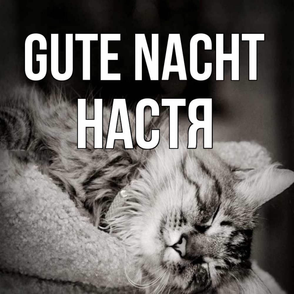 Открытка на каждый день с именем, Настя Gute Nacht котярик пушистый Прикольная открытка с пожеланием онлайн скачать бесплатно 