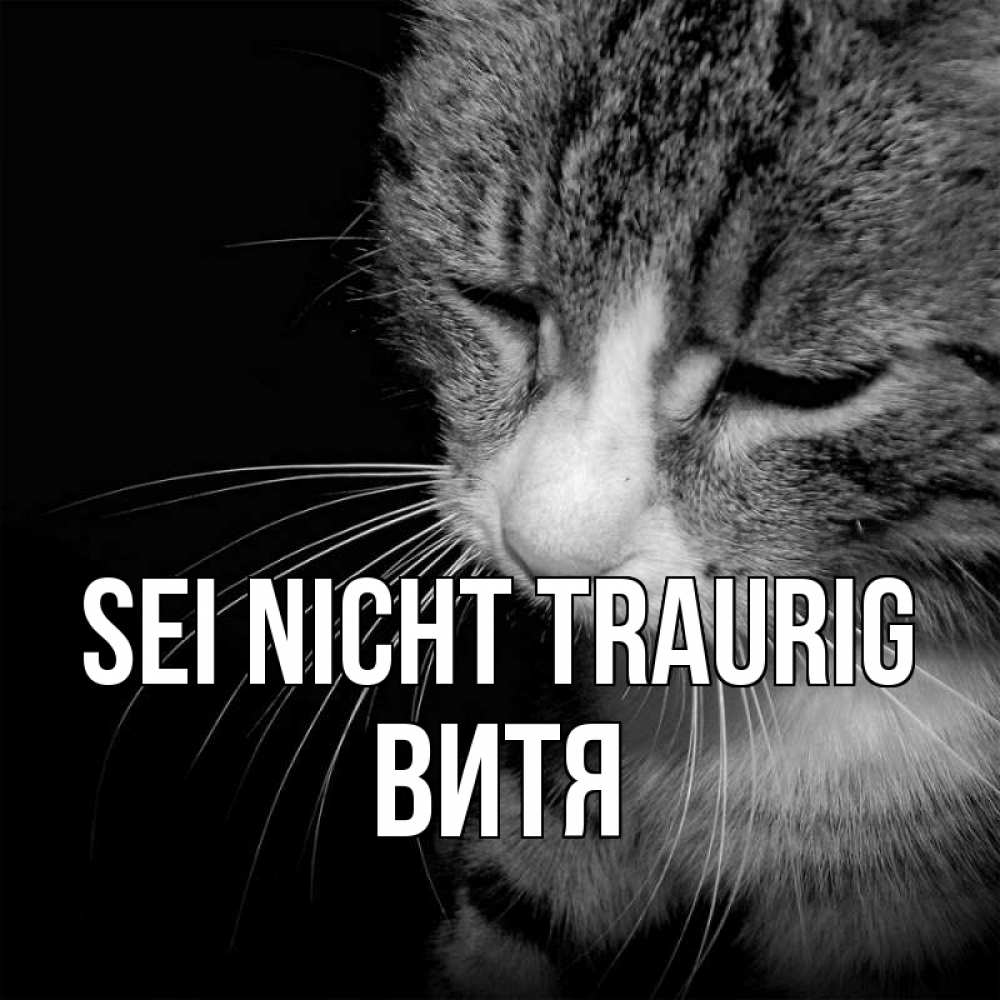 Открытка на каждый день с именем, Витя Sei nicht traurig грустный котик Прикольная открытка с пожеланием онлайн скачать бесплатно 