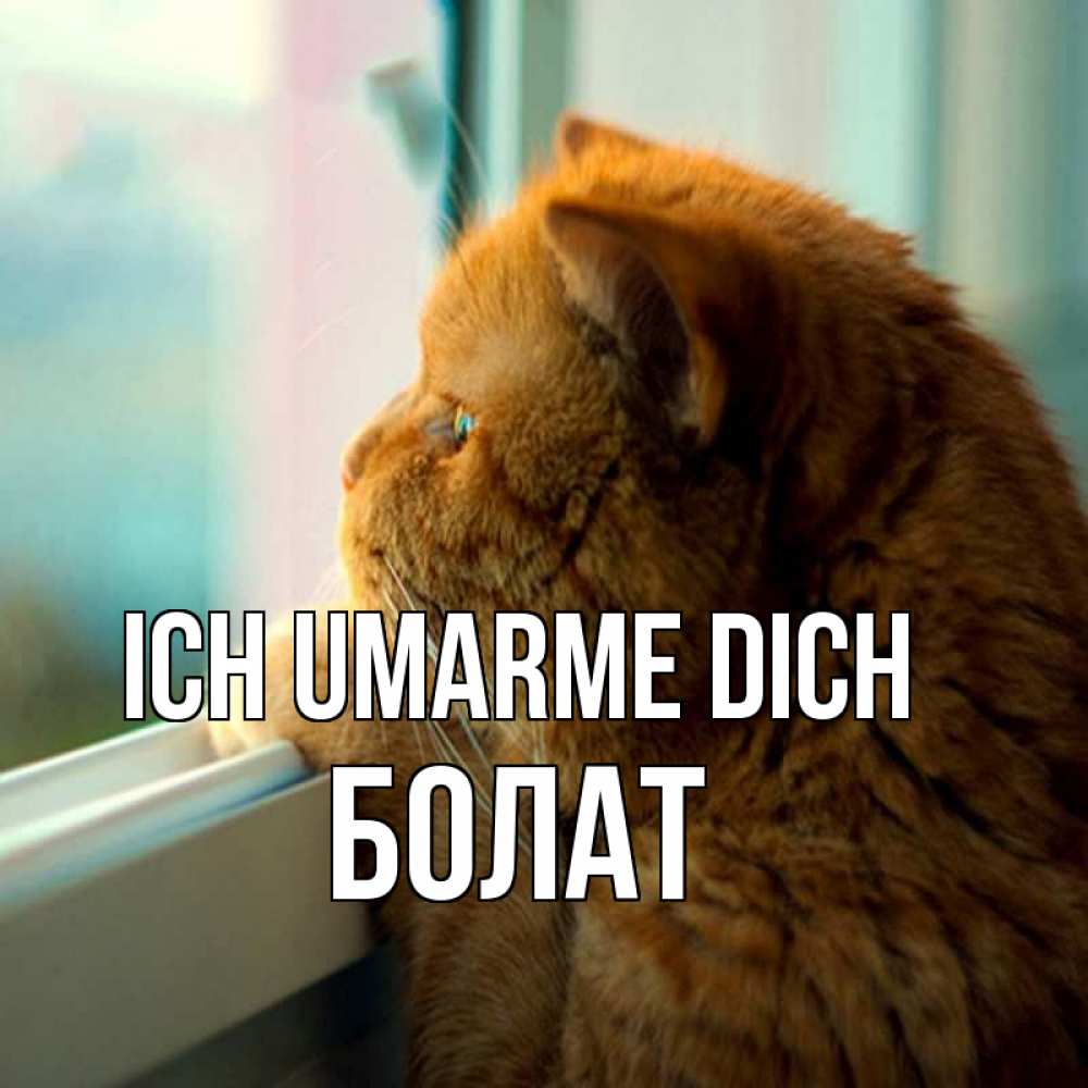 Открытка на каждый день с именем, Болат Ich umarme dich большой огромный рыжий котяра Прикольная открытка с пожеланием онлайн скачать бесплатно 