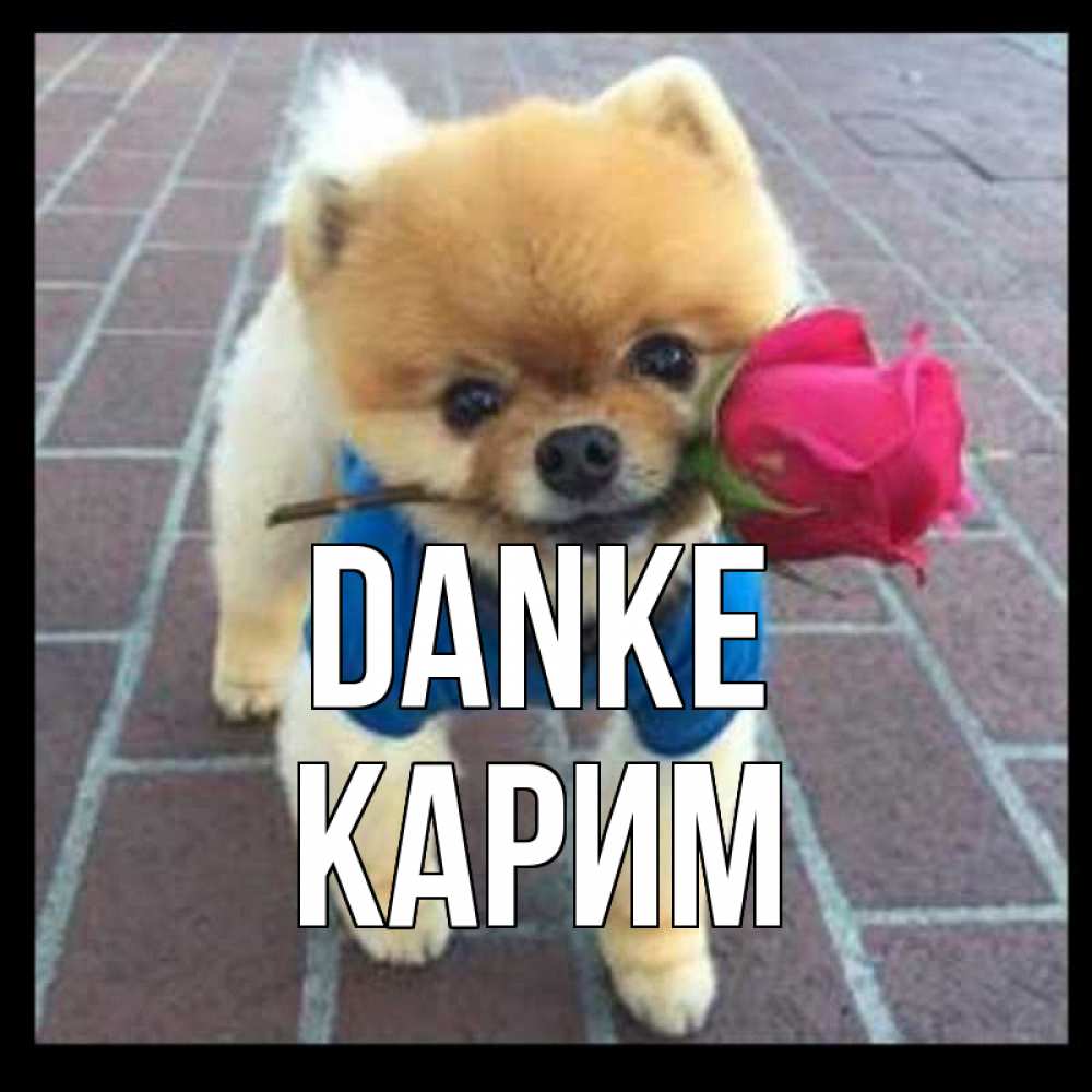 Открытка на каждый день с именем, Карим Danke спасибо и дарю тебе цветок Прикольная открытка с пожеланием онлайн скачать бесплатно 