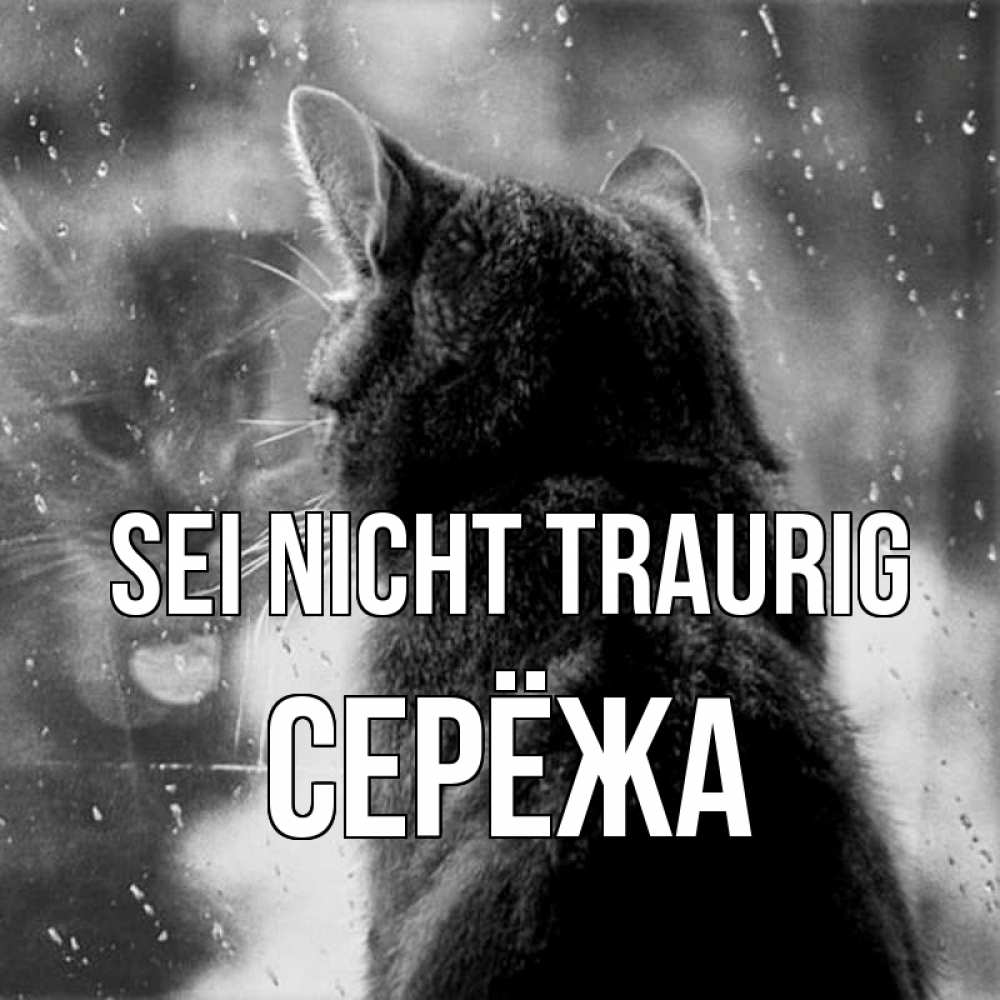 Открытка на каждый день с именем, Серёжа Sei nicht traurig отражение кота 1 Прикольная открытка с пожеланием онлайн скачать бесплатно 
