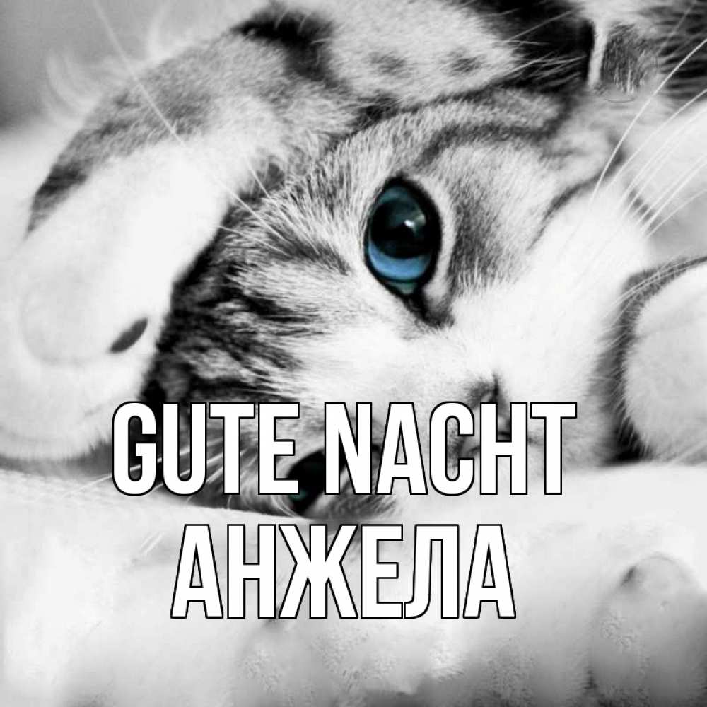 Открытка на каждый день с именем, Анжела Gute Nacht кот устал Прикольная открытка с пожеланием онлайн скачать бесплатно 