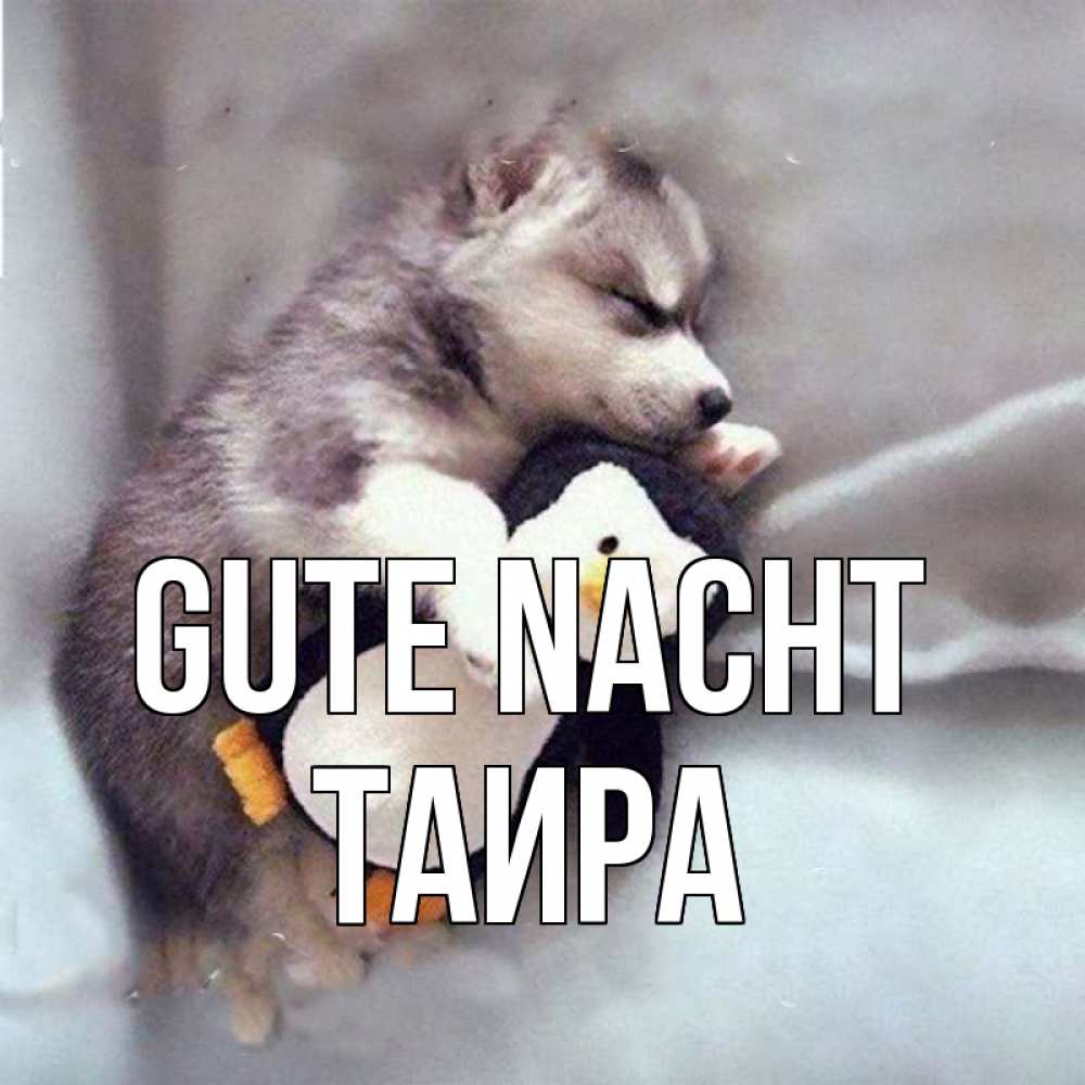 Открытка на каждый день с именем, Таира Gute Nacht обнимашки щенка и пингвина Прикольная открытка с пожеланием онлайн скачать бесплатно 