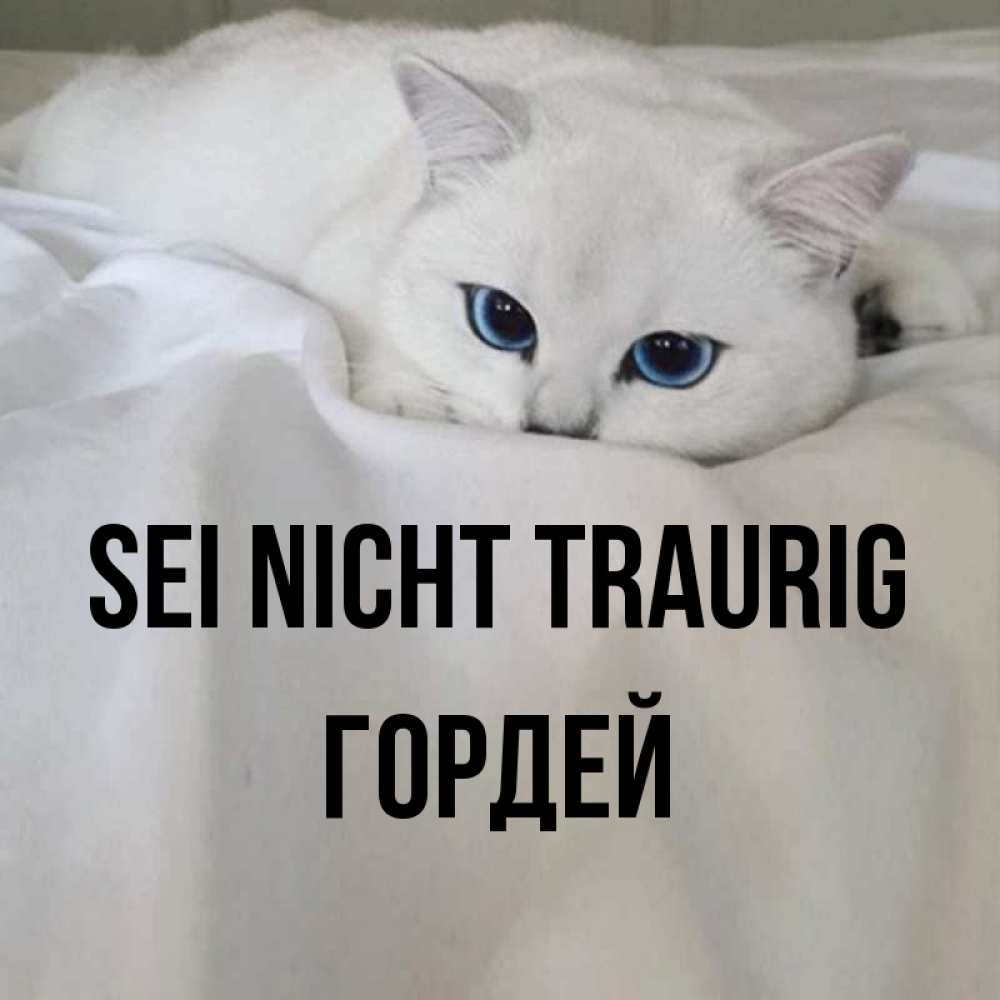 Открытка на каждый день с именем, Гордей Sei nicht traurig Голубоглазая кошка Прикольная открытка с пожеланием онлайн скачать бесплатно 