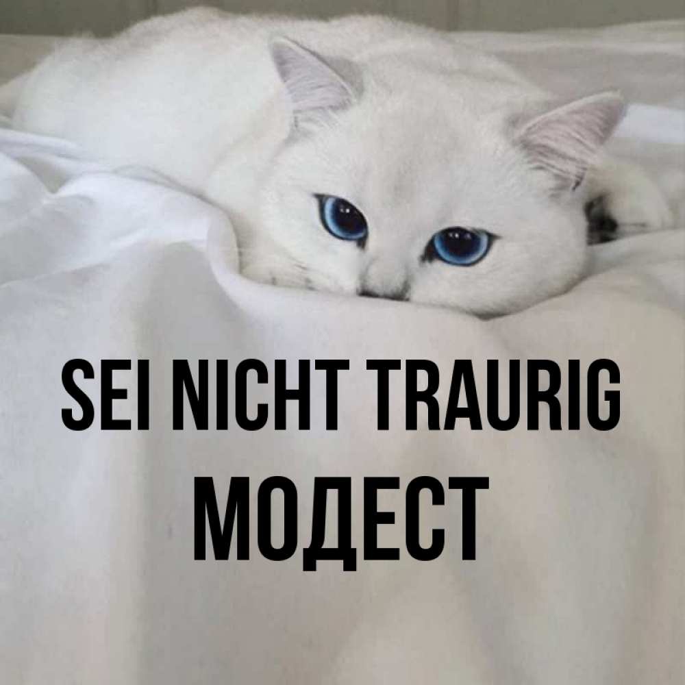 Открытка на каждый день с именем, Модест Sei nicht traurig Голубоглазая кошка Прикольная открытка с пожеланием онлайн скачать бесплатно 