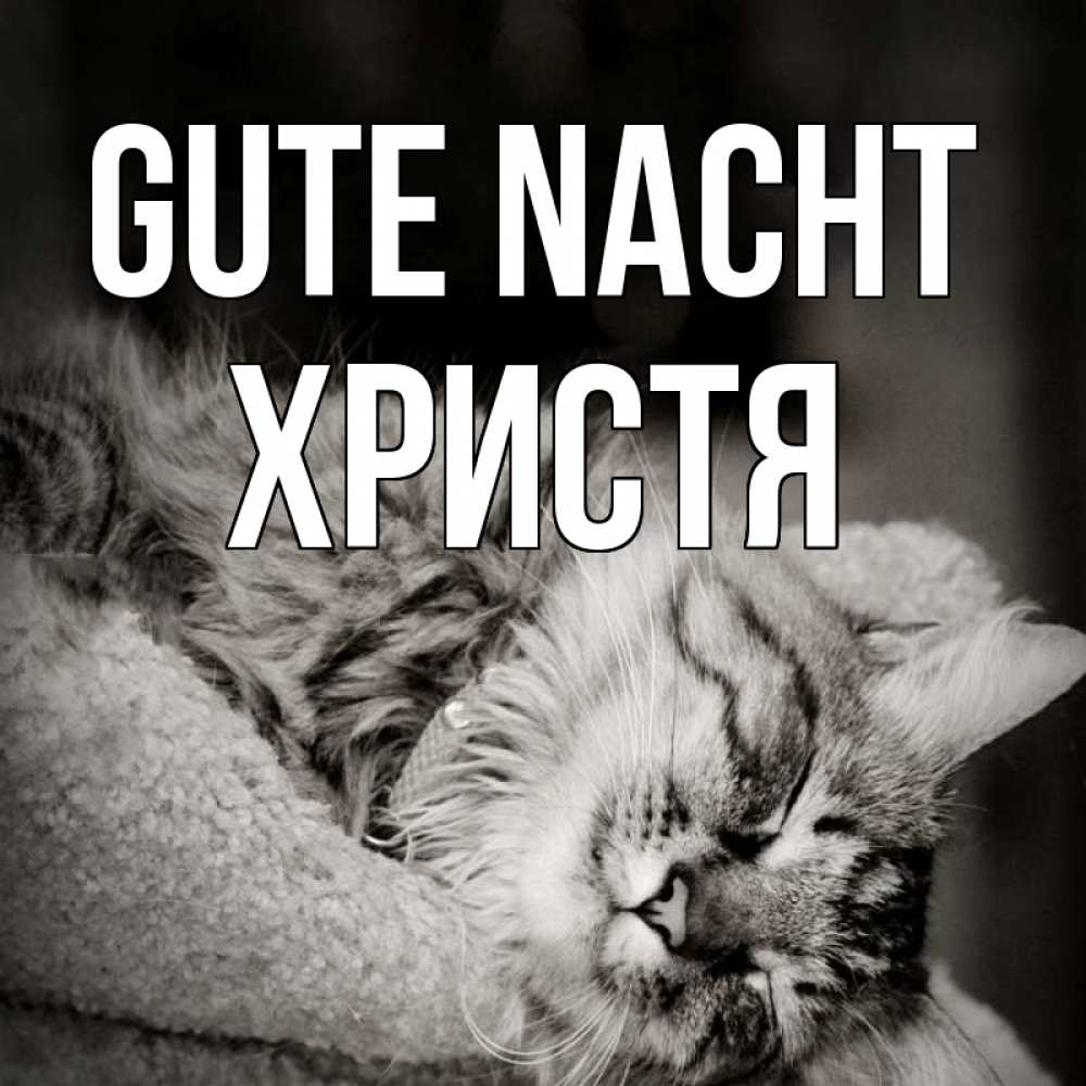 Открытка на каждый день с именем, Христя Gute Nacht котярик пушистый Прикольная открытка с пожеланием онлайн скачать бесплатно 