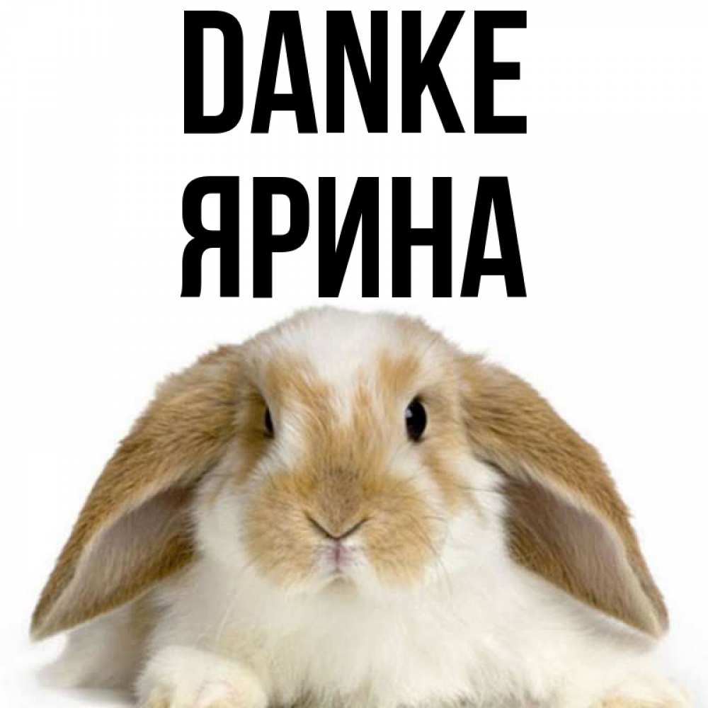 Открытка на каждый день с именем, Ярина Danke коричнево белый заяц Прикольная открытка с пожеланием онлайн скачать бесплатно 