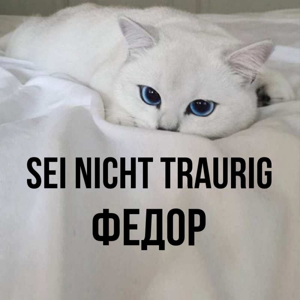 Открытка на каждый день с именем, Федор Sei nicht traurig Голубоглазая кошка Прикольная открытка с пожеланием онлайн скачать бесплатно 
