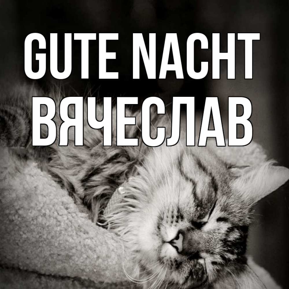 Открытка на каждый день с именем, Вячеслав Gute Nacht котярик пушистый Прикольная открытка с пожеланием онлайн скачать бесплатно 