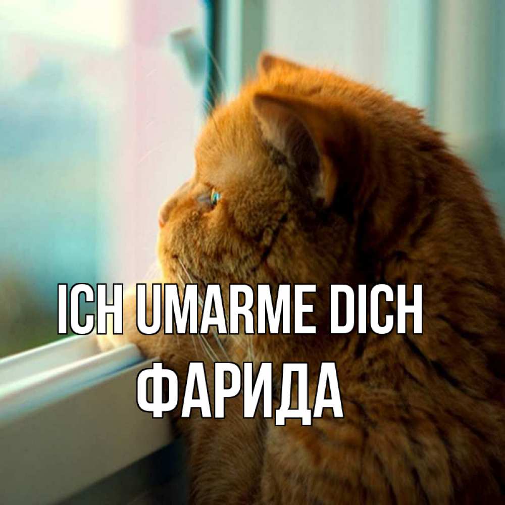 Открытка на каждый день с именем, Фарида Ich umarme dich большой огромный рыжий котяра Прикольная открытка с пожеланием онлайн скачать бесплатно 