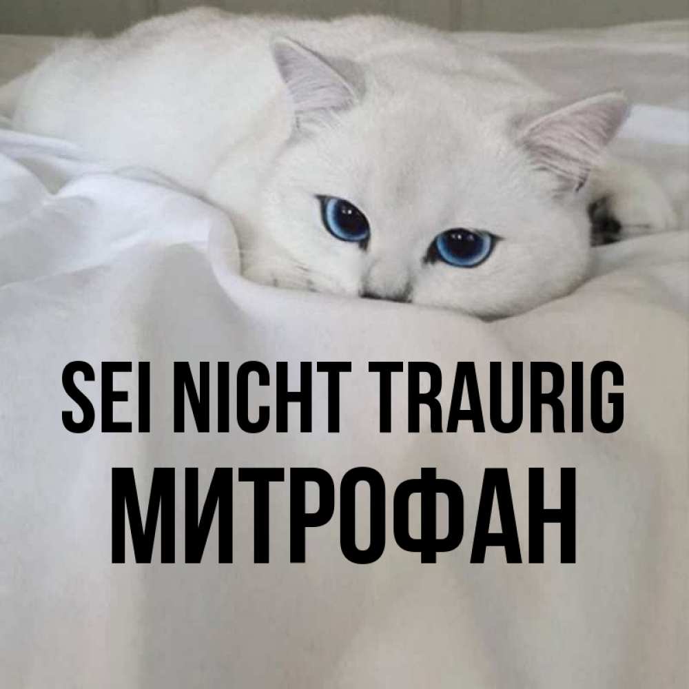 Открытка на каждый день с именем, Митрофан Sei nicht traurig Голубоглазая кошка Прикольная открытка с пожеланием онлайн скачать бесплатно 