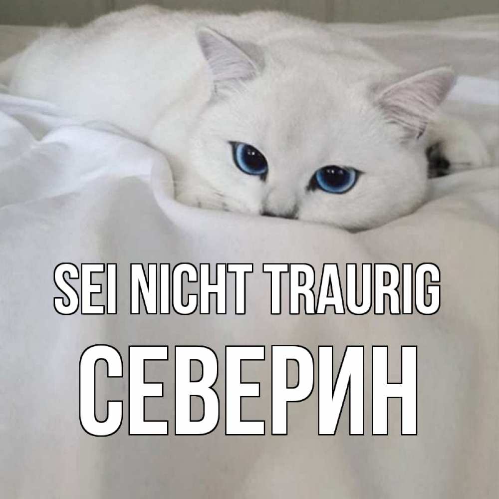 Открытка на каждый день с именем, Северин Sei nicht traurig белый кот с голубыми глазами на белоснежной кровати Прикольная открытка с пожеланием онлайн скачать бесплатно 