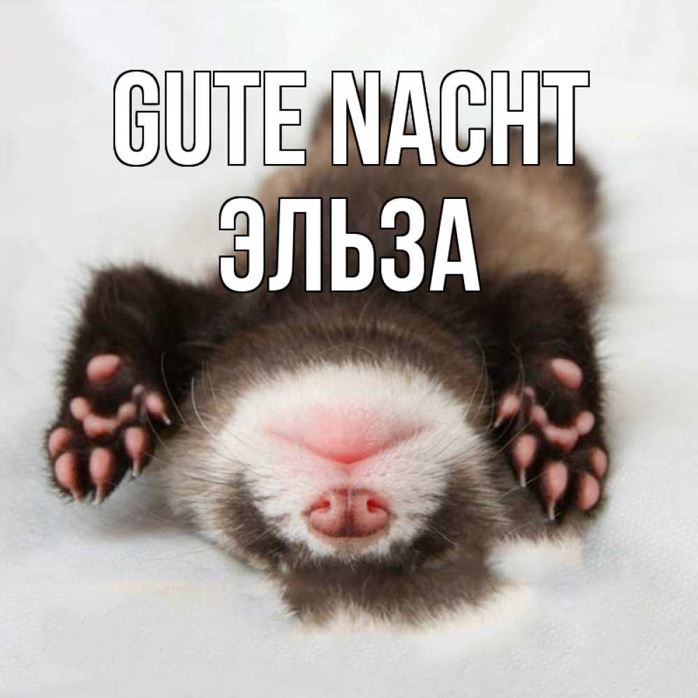 Открытка на каждый день с именем, Эльза Gute Nacht зверек Прикольная открытка с пожеланием онлайн скачать бесплатно 
