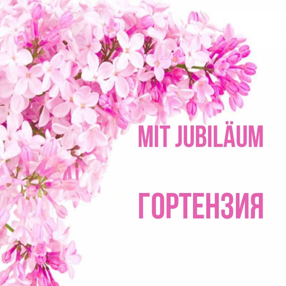 Открытка на каждый день с именем, Гортензия Mit Jubiläum Сирень на белом фоне Прикольная открытка с пожеланием онлайн скачать бесплатно 