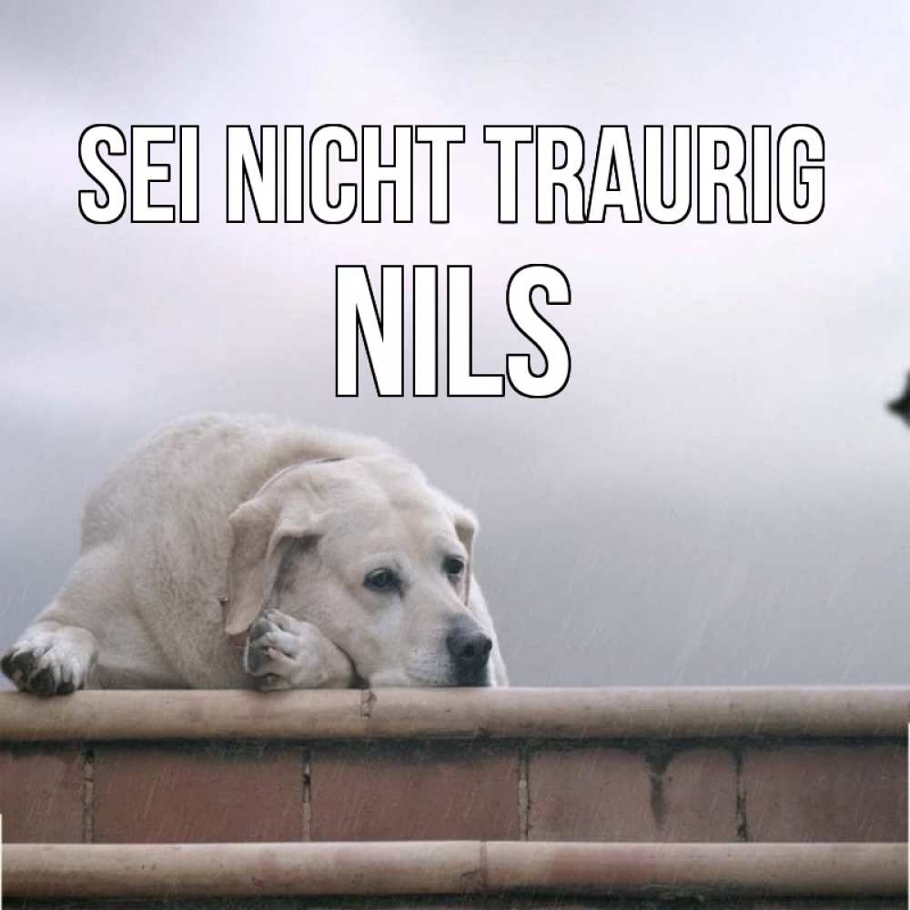 Открытка на каждый день с именем, Nils Sei nicht traurig белый пес 1 Прикольная открытка с пожеланием онлайн скачать бесплатно 