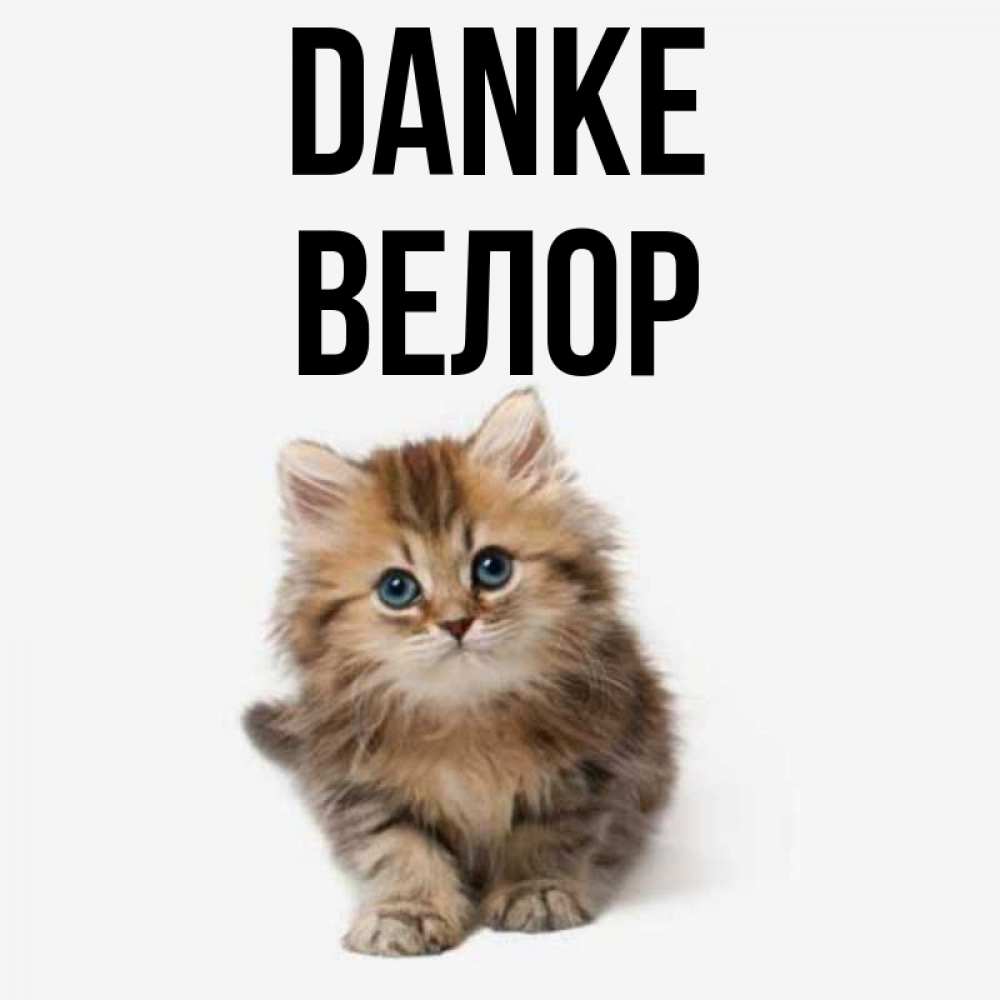 Открытка на каждый день с именем, Велор Danke пушистый котик Прикольная открытка с пожеланием онлайн скачать бесплатно 