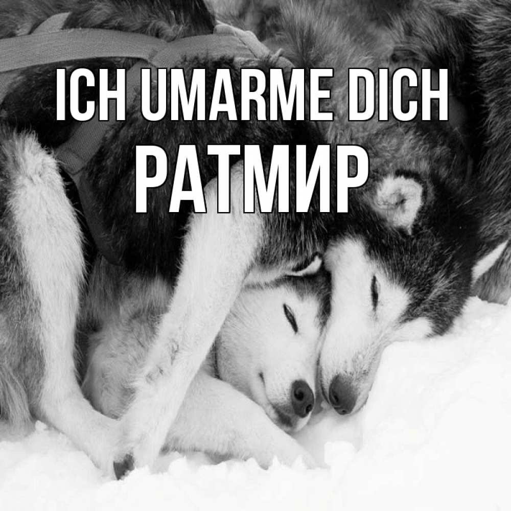 Открытка на каждый день с именем, Ратмир Ich umarme dich собачки в упряжке Прикольная открытка с пожеланием онлайн скачать бесплатно 