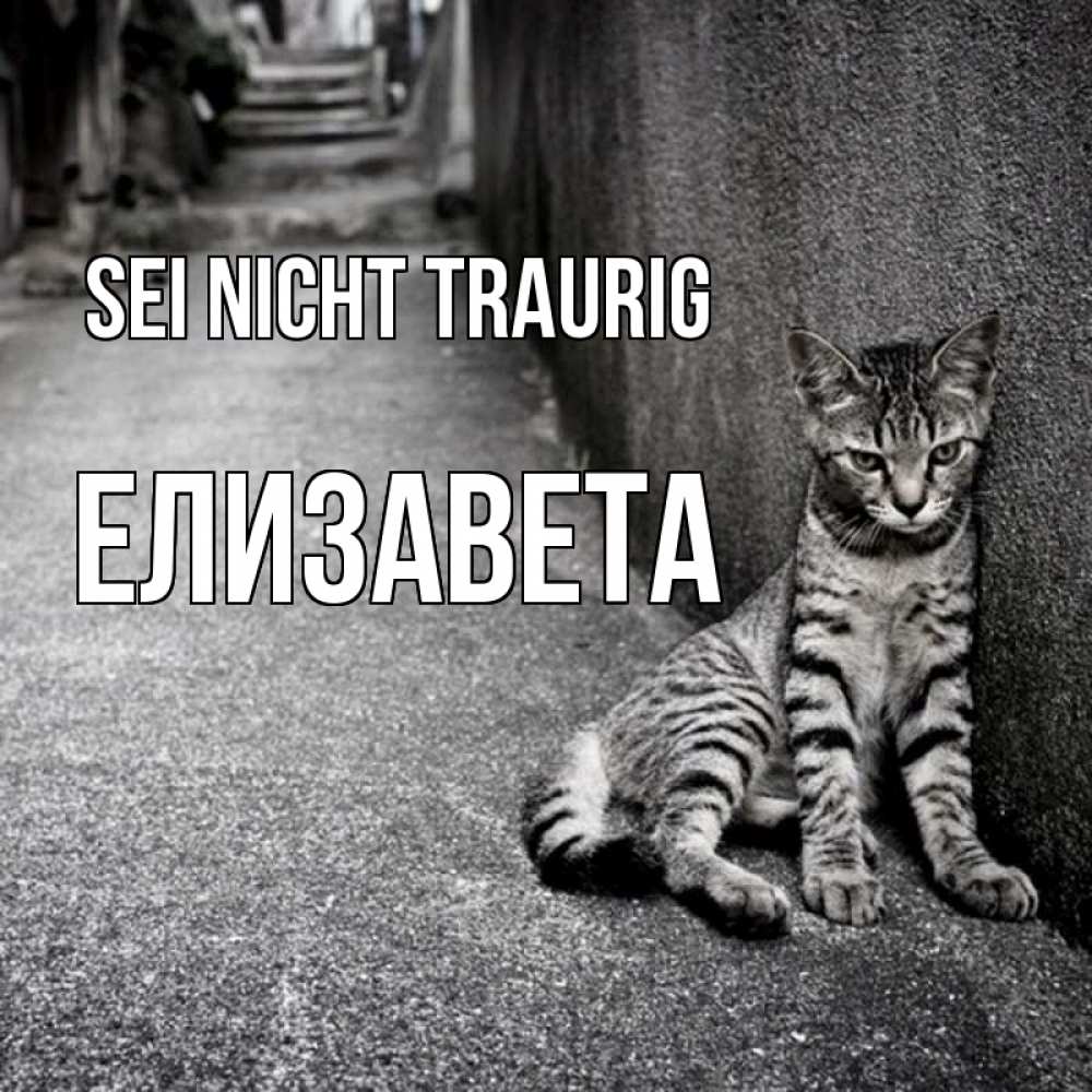 Открытка на каждый день с именем, Елизавета Sei nicht traurig скучающий котик Прикольная открытка с пожеланием онлайн скачать бесплатно 