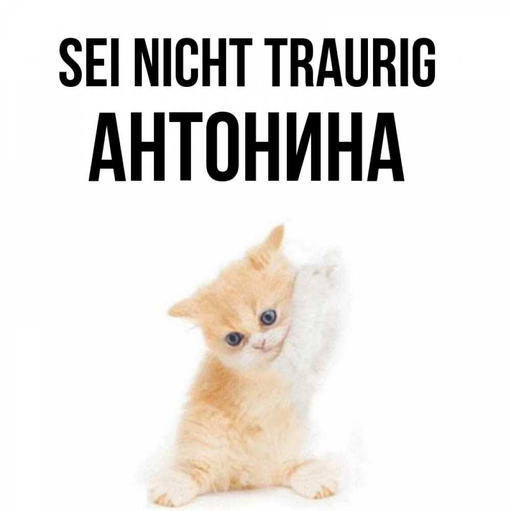 Открытка на каждый день с именем, Антонина Sei nicht traurig просящий кот Прикольная открытка с пожеланием онлайн скачать бесплатно 