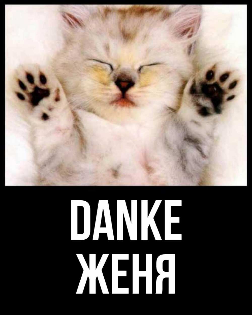 Открытка на каждый день с именем, Женя Danke маленький котенок Прикольная открытка с пожеланием онлайн скачать бесплатно 