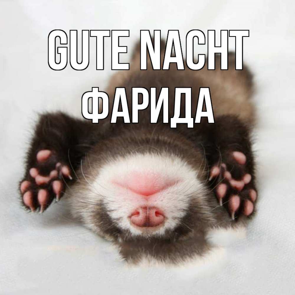Открытка на каждый день с именем, Фарида Gute Nacht зверек Прикольная открытка с пожеланием онлайн скачать бесплатно 
