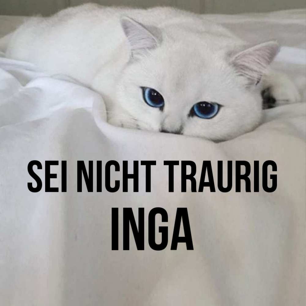 Открытка на каждый день с именем, Inga Sei nicht traurig Голубоглазая кошка Прикольная открытка с пожеланием онлайн скачать бесплатно 