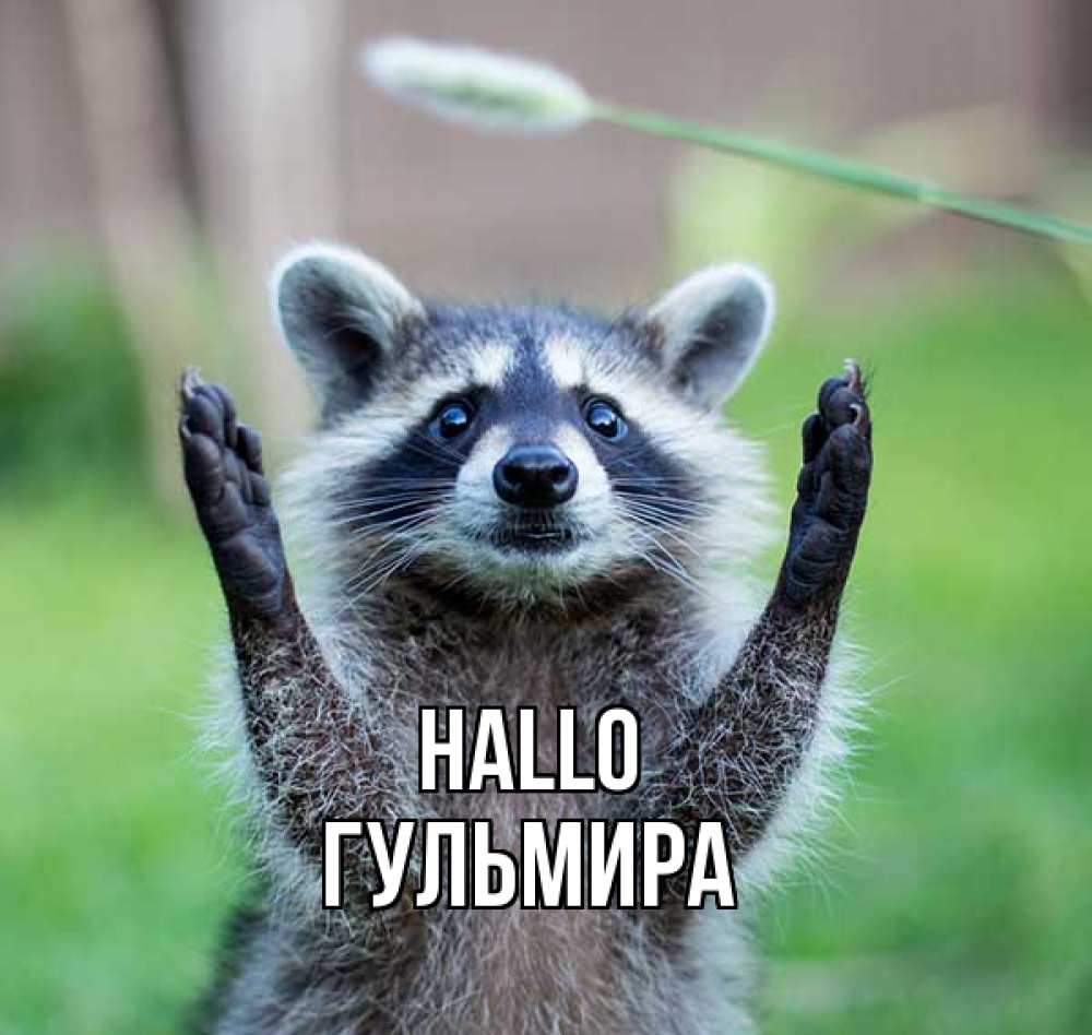 Открытка на каждый день с именем, Гульмира Hallo животные Прикольная открытка с пожеланием онлайн скачать бесплатно 