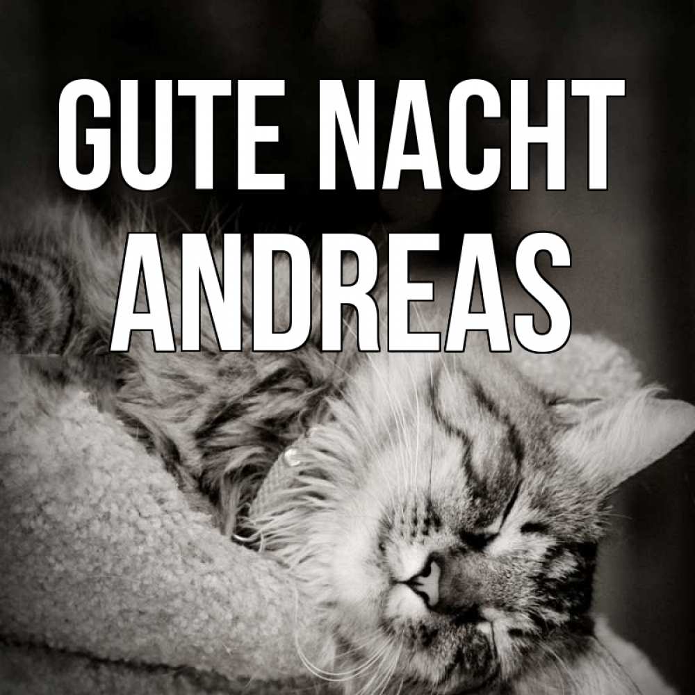 Открытка на каждый день с именем, Andreas Gute Nacht котярик пушистый Прикольная открытка с пожеланием онлайн скачать бесплатно 
