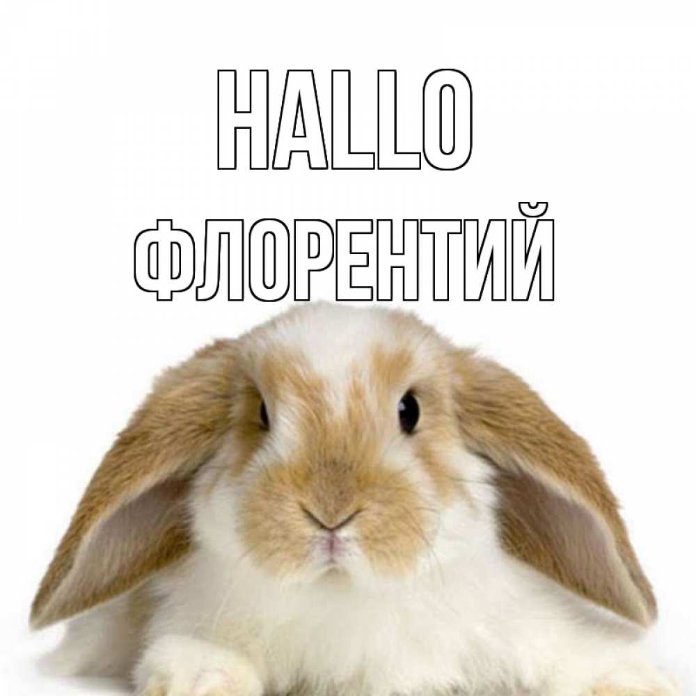 Открытка на каждый день с именем, Флорентий Hallo с животными Прикольная открытка с пожеланием онлайн скачать бесплатно 