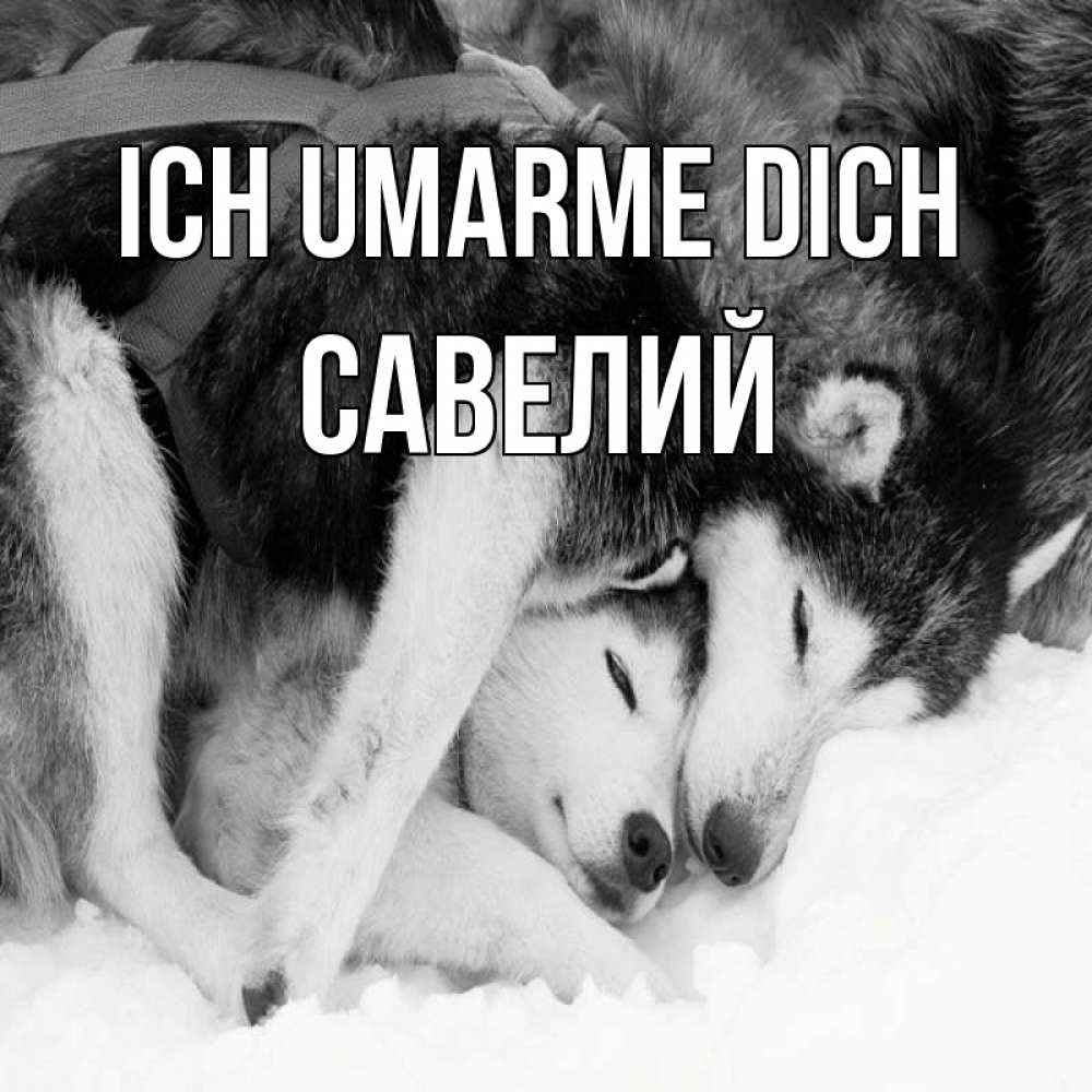 Открытка на каждый день с именем, Савелий Ich umarme dich собачки в упряжке Прикольная открытка с пожеланием онлайн скачать бесплатно 